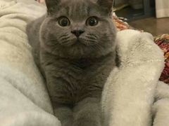 -喵zoo家庭繁育猫舍(尖东智能花园店)