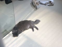 -藏猫猫咖啡主题馆(中央大道店)