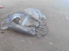 -西涌国际滨海旅游区