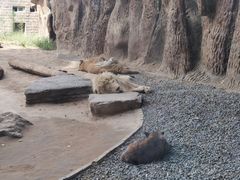 -北京野生动物园