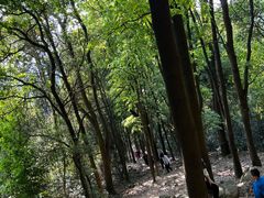 -火炉山森林公园