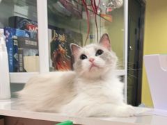 -Bastet sally猫舍购宠(静安店)