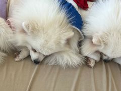 -怪兽屋·羊驼·猫咖·狗咖(俊华广场店)