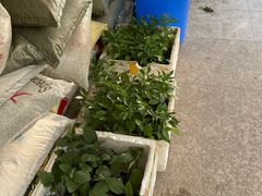 -双季花艺园艺市场(浦东店)