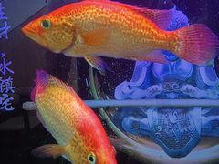 -零·壹新疆羊肉抓饭