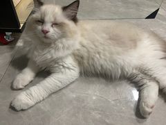 -lincat·猫舍(广州店)