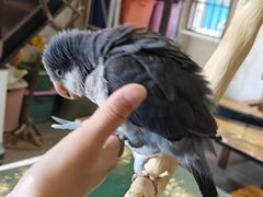 -深圳鸟咖鹦花岛