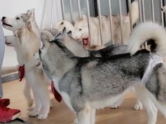 -Husky Go! 哈士奇体验馆·宠物咖啡厅狗咖