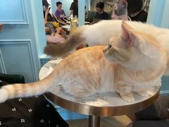 -遇见羊驼·奶狗咖·布偶猫咖·法斗柯基柴犬阿拉斯加(春熙路太古里IFS店)