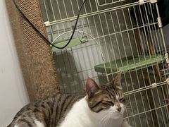 -暖阳宠物医院·犬猫康复中心·骨科