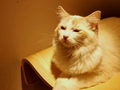 -飞行喵MR PILOT|猫舍·猫咖(静安大融城店)