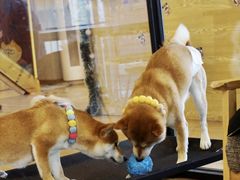 -南京Hallo宠物乐园·哈罗犬舍·柴犬繁育基地
