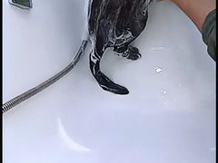-爱洗澡的猫(望京店)