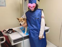 -纳吉亚猫专科动物诊疗中心(蒋宅口分院)