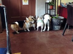 -百好乐宠物友好餐厅(朝外大街店)