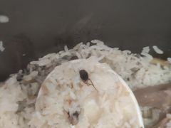 -皇鸽餐厅(龙塘店)