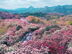 -贵州百里杜鹃风景名胜区