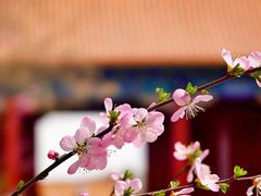 -故宫博物院(故宫)