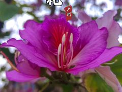 -广东花都湖国家湿地公园