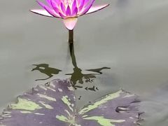 -荷花荡