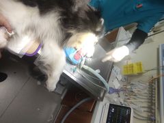 -纳吉亚猫专科动物诊疗中心(蒋宅口分院)