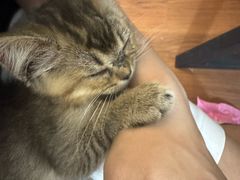 -楼上猫咖(罗湖店)
