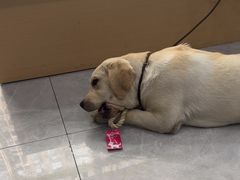 -瑞鹏宠物医院·超声·骨科·奇麟分院(蜀都万达店)