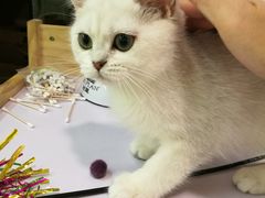 -十年猫舍·猫咪专门店(普陀店)
