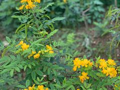 -广西壮族自治区药用植物园