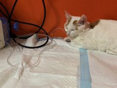 -瑞派福兴宠物医院犬猫全科·骨科·中西医结合(河东店)