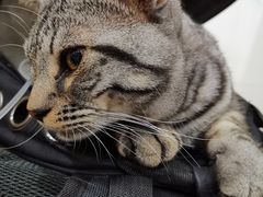 -伟伟宠物医院·CT影像中心·瑞派犬猫综合性门诊(汉口总院)