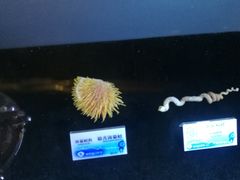 -贝壳梦幻世界