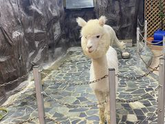 -上海大自然野生昆虫馆(东方明珠·爬宠昆虫探索中心)