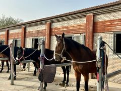 -北京群众马术培训基地