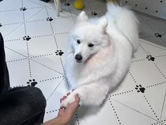 -毛绒耶耶撸宠馆·猫咖·狗咖·荷兰猪咖