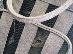 -安安宠医·安宠宠物医院