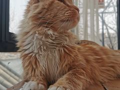 -猫小院猫主题餐厅(南锣旗舰店)
