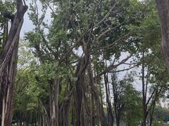 -荔湾湖公园