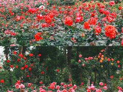 -香蜜公园