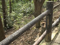 -苏州上方山国家森林公园