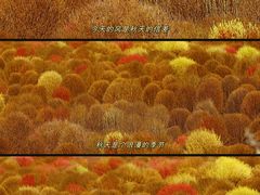 -花开海上生态园