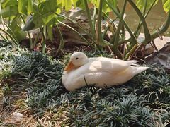 -顺德渔村·岭南一号