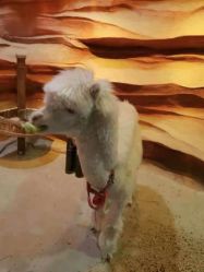 -酷嗒动物文化乐园(cutezoo西溪乐天城店)