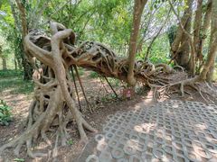 -中国科学院西双版纳热带植物园