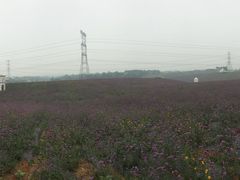-紫颐香薰山谷景区