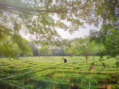 -广东茂名森林公园