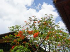 -三亚湾红树林度假世界(木棉酒店)