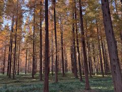 -黄海国家森林公园