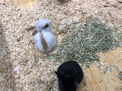 -龟与熊猫宠物公园(南坪店)