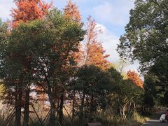 -广富林郊野公园